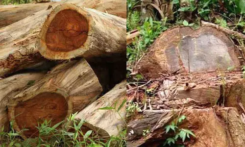 എത്ര മരം മുറിച്ചു? എവിടെ നിന്ന് മുറിച്ചു? മുട്ടിൽ മരം കൊള്ളക്കേസിലും സർക്കാരിന് തിരിച്ചടി