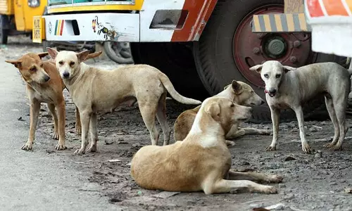 തൃക്കാക്കരയിൽ തെരുവു നായകളെ കൂട്ടത്തോടെ കൊന്ന സംഭവം; പുലിവാല്‍ പിടിച്ച് നഗരസഭ