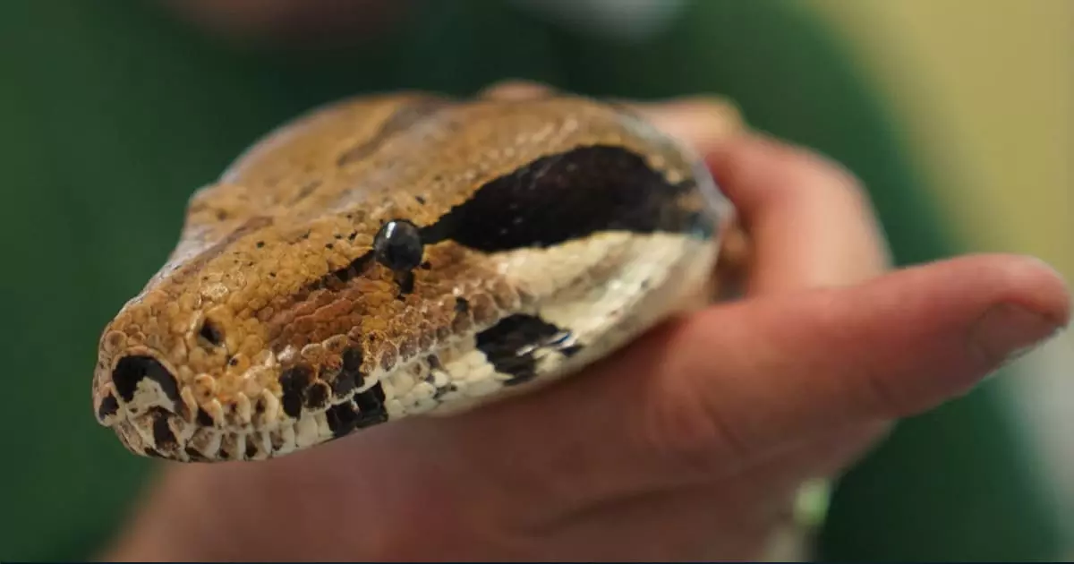 പിടികൂടിയ പാമ്പുമായി അഭ്യാസം; ഒടുവില്‍ ദാരുണാന്ത്യം