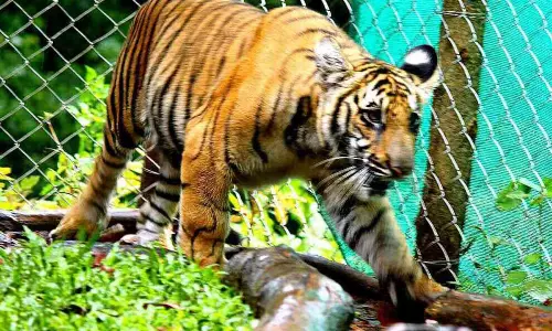 പത്തുമാസക്കാരി മംഗള ഇന്ന് കാട്ടിലേക്കിറങ്ങും; ഇരപിടിക്കാന്‍ പഠിക്കാന്‍