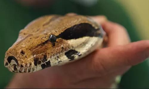 പിടികൂടിയ പാമ്പുമായി അഭ്യാസം; ഒടുവില്‍ ദാരുണാന്ത്യം