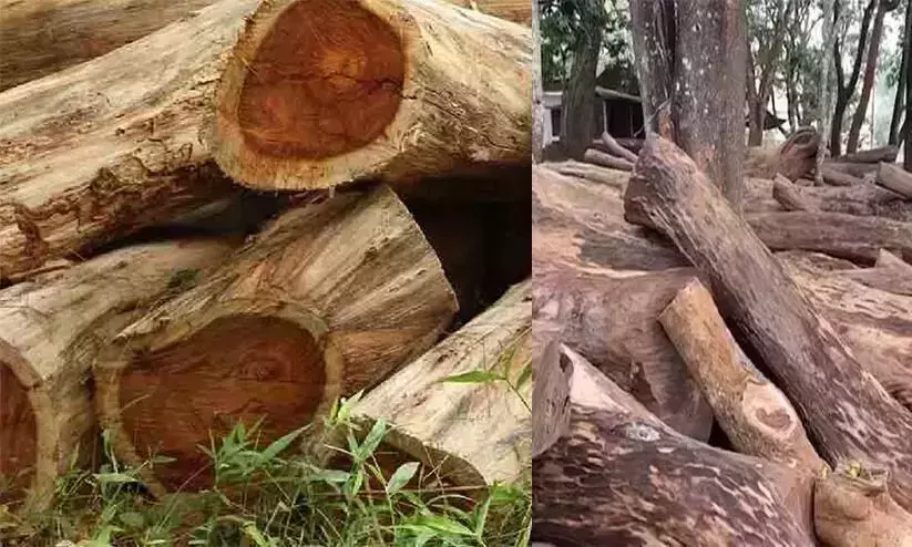 മുട്ടിൽ മരംമുറി; ഉദ്യോഗസ്ഥരെ തിരിച്ചെടുത്ത നടപടി മരവിപ്പിച്ചു