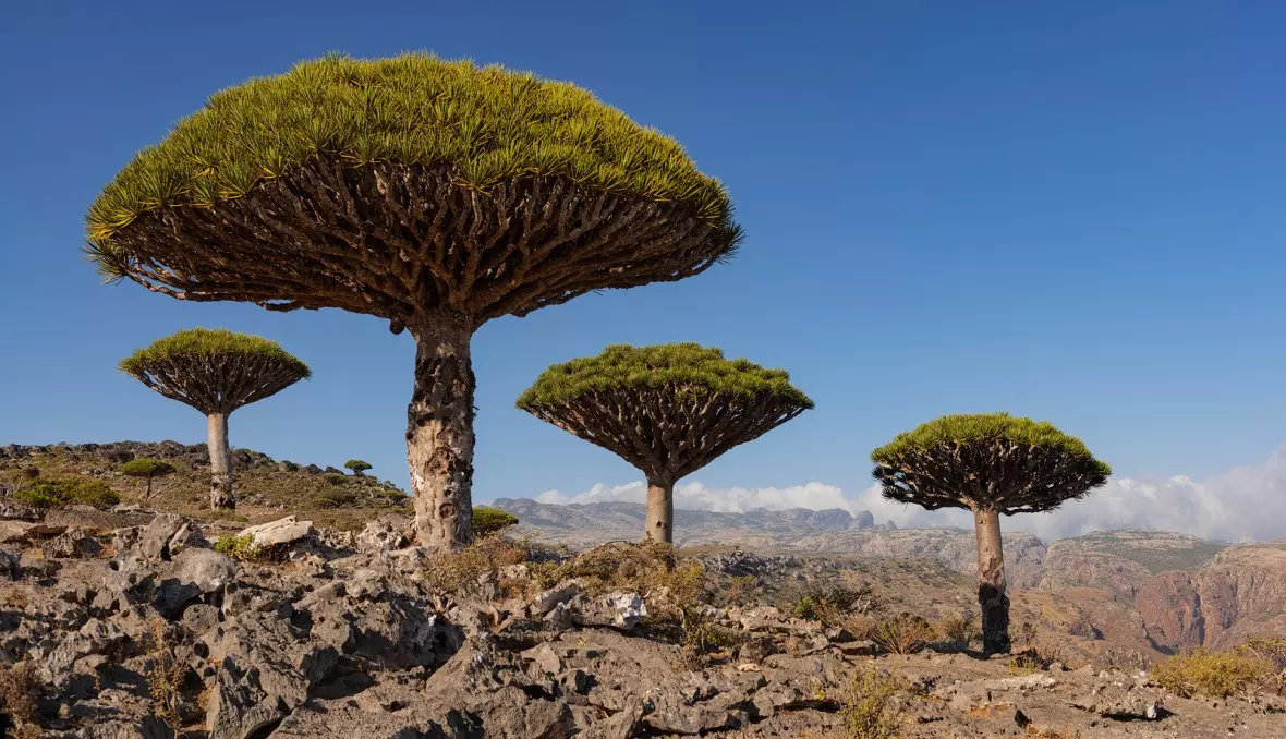 യമനിലെ ദ്വീപിന് യു.എ.ഇയുടെ കൈത്താങ്ങ്; വികസനപാതയിൽ സുഖോത്ര ദ്വീപ് യമനിലെ ദ്വീപിന് യു.എ.ഇയുടെ കൈത്താങ്ങ്; വികസനപാതയിൽ സുഖോത്ര ദ്വീപ്
