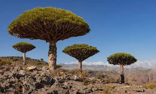 യമനിലെ ദ്വീപിന് യു.എ.ഇയുടെ കൈത്താങ്ങ്; വികസനപാതയിൽ സുഖോത്ര ദ്വീപ്