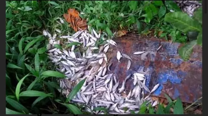 വയോധികയുടെ മീന്കുട്ട പൊലീസ് തട്ടിത്തെറിപ്പിച്ചിട്ടില്ല, നടക്കുന്നത് തെറ്റായ പ്രചാരണമെന്ന് മുഖ്യമന്ത്രി വയോധികയുടെ മീന്കുട്ട പൊലീസ് തട്ടിത്തെറിപ്പിച്ചിട്ടില്ല, നടക്കുന്നത് തെറ്റായ പ്രചാരണമെന്ന് മുഖ്യമന്ത്രി