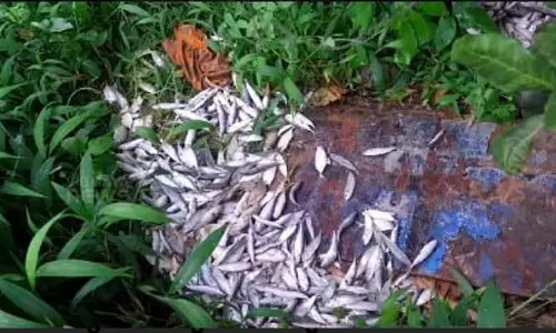 വയോധികയുടെ മീന്‍കുട്ട പൊലീസ് തട്ടിത്തെറിപ്പിച്ചിട്ടില്ല, നടക്കുന്നത് തെറ്റായ പ്രചാരണമെന്ന് മുഖ്യമന്ത്രി