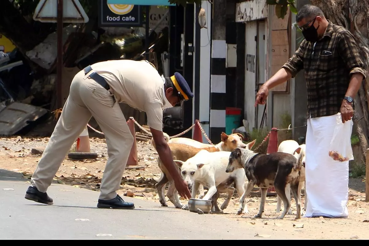 തെരുവുനായ്ക്കൾക്ക് ഭക്ഷണം നൽകാനുള്ള കേന്ദ്രങ്ങൾ സ്ഥാപിക്കണം: ഹൈക്കോടതി