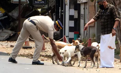 തെരുവുനായ്ക്കൾക്ക് ഭക്ഷണം നൽകാനുള്ള കേന്ദ്രങ്ങൾ സ്ഥാപിക്കണം: ഹൈക്കോടതി