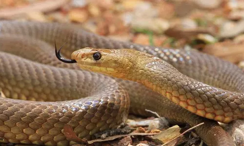 കടിച്ച പാമ്പിനെ പിടികൂടി വായിലിട്ട് ചവച്ചരച്ചു  കെട്ടിത്തൂക്കി; 65കാരന്‍ മരിച്ചു