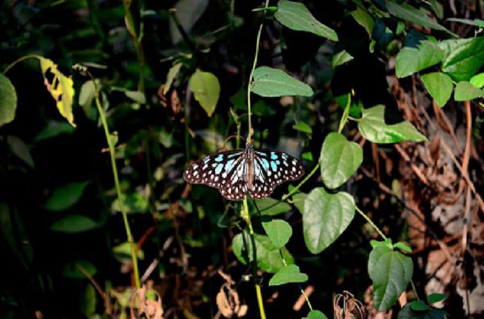 നീലക്കടുവ ചിത്രശലഭങ്ങള്‍ വീണ്ടും ഒമാനില്‍