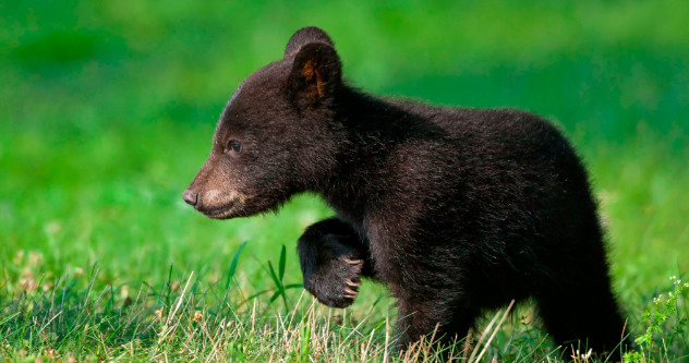 ഈ കുട്ടിക്കരടികള്‍ നിങ്ങളെ നിരാശപ്പെടുത്തില്ല... വൈറല്‍ വീഡിയോ