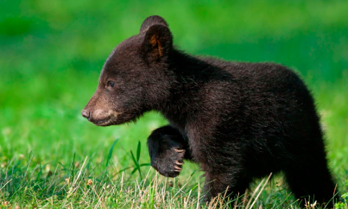 ഈ കുട്ടിക്കരടികള്‍ നിങ്ങളെ നിരാശപ്പെടുത്തില്ല... വൈറല്‍ വീഡിയോ