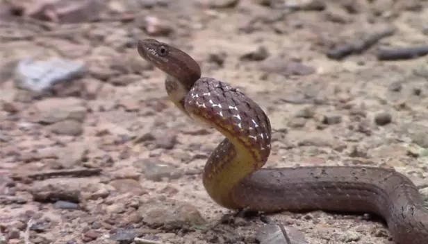 കടിച്ച പാമ്പിനെ 45കാരന്‍ തിരിച്ചു കടിച്ചു; പാമ്പ് ചത്തു