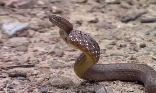 കടിച്ച പാമ്പിനെ 45കാരന് തിരിച്ചു കടിച്ചു; പാമ്പ് ചത്തു കടിച്ച പാമ്പിനെ 45കാരന് തിരിച്ചു കടിച്ചു; പാമ്പ് ചത്തു