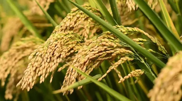 ഇന്ന് ചിങ്ങം ഒന്ന്; പ്രതീക്ഷയോടെ മലയാളികള്‍‌ പുതുവത്സരത്തിലേക്ക്