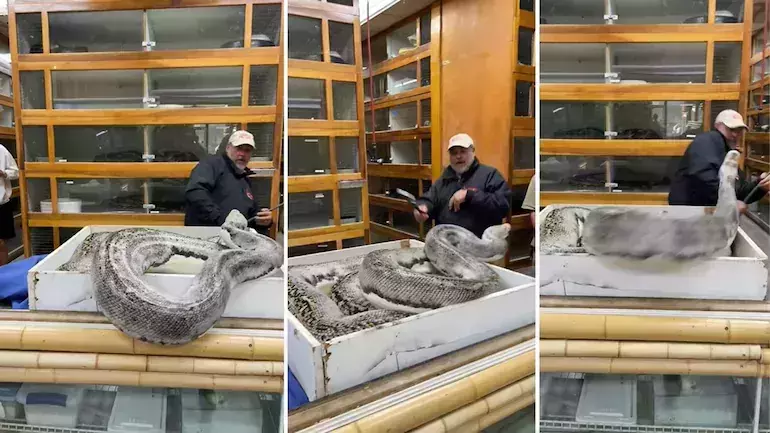 മൃഗശാല സൂക്ഷിപ്പുകാരനെ ആക്രമിക്കാന് ശ്രമിക്കുന്ന കൂറ്റന് പെരുമ്പാമ്പ്; 1 മില്യണ് ആളുകള് കണ്ട വീഡിയോ മൃഗശാല സൂക്ഷിപ്പുകാരനെ ആക്രമിക്കാന് ശ്രമിക്കുന്ന കൂറ്റന് പെരുമ്പാമ്പ്; 1 മില്യണ് ആളുകള് കണ്ട വീഡിയോ