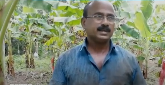 വന്യമൃഗങ്ങളുടെ ശല്യം രൂക്ഷം; കൃഷി ഉപേക്ഷിക്കാനൊരുങ്ങി അഞ്ചലിലെ കര്‍ഷകര്‍