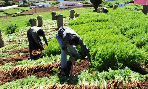 രുചിയും ഗുണവും ചേരുംപടി ചേര്ന്ന പച്ചക്കറികള്; ഓണക്കാലത്ത് പ്രതീക്ഷയോടെ വട്ടവടയിലെ കര്ഷകര് രുചിയും ഗുണവും ചേരുംപടി ചേര്ന്ന പച്ചക്കറികള്; ഓണക്കാലത്ത് പ്രതീക്ഷയോടെ വട്ടവടയിലെ കര്ഷകര്