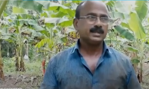 വന്യമൃഗങ്ങളുടെ ശല്യം രൂക്ഷം; കൃഷി ഉപേക്ഷിക്കാനൊരുങ്ങി അഞ്ചലിലെ കര്‍ഷകര്‍