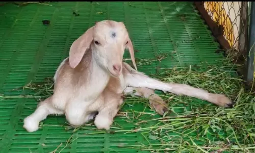 ആട് ഗ്രാമം പദ്ധതിയില്‍ കുടുംബശ്രീ പ്രവർത്തകരെ വഞ്ചിച്ചതായി പരാതി