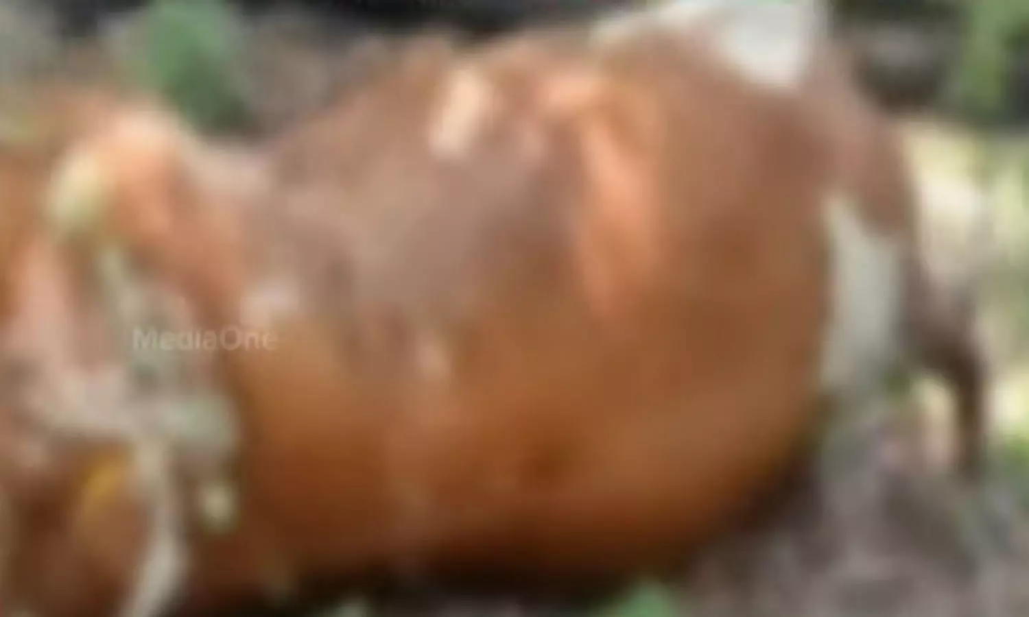 പാലക്കാട് പശു വെടിയേറ്റ് ചത്ത നിലയിൽ