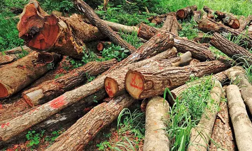 മരംകൊള്ള അട്ടിമറിക്ക് പിന്നില്‍ മാധ്യമസ്ഥാപനങ്ങളും; മാധ്യമ-ഉദ്യോഗസ്ഥ അവിശുദ്ധ ബന്ധം ചൂണ്ടിക്കാട്ടി റിപ്പോര്‍ട്ടുകള്‍