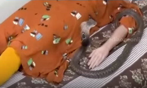 ഉത്ര വധക്കേസ്; പാമ്പിനെ കൊണ്ടു കടിപ്പിക്കുന്ന ഡമ്മി പരിശോധനയുടെ ദൃശ്യങ്ങള്‍ പുറത്ത്