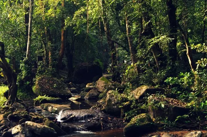 പൂയംകൂട്ടി വനാന്തരത്തിൽ കടുവയെയും ആനയെയും ചത്ത നിലയിൽ കണ്ടെത്തിയ സംഭവം; വനംവകുപ്പ് അന്വേഷണം തുടങ്ങി പൂയംകൂട്ടി വനാന്തരത്തിൽ കടുവയെയും ആനയെയും ചത്ത നിലയിൽ കണ്ടെത്തിയ സംഭവം; വനംവകുപ്പ് അന്വേഷണം തുടങ്ങി