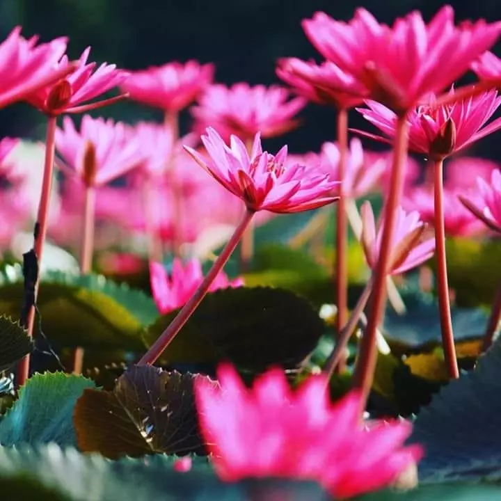 കോവിഡ് വ്യാപനം; മലരിക്കല് ആമ്പല് ഫെസ്റ്റ് നിര്ത്തിവച്ചു കോവിഡ് വ്യാപനം; മലരിക്കല് ആമ്പല് ഫെസ്റ്റ് നിര്ത്തിവച്ചു