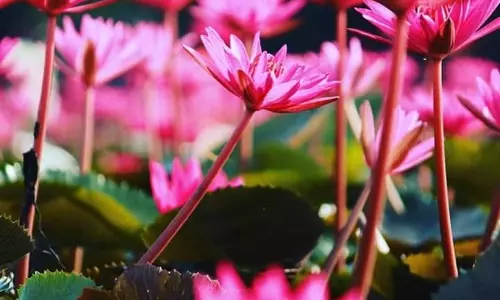 കോവിഡ് വ്യാപനം; മലരിക്കല്‍ ആമ്പല്‍ ഫെസ്റ്റ്  നിര്‍ത്തിവച്ചു