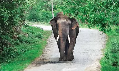 തൃശൂരില് രണ്ടു പേരെ കാട്ടാന ചവിട്ടിക്കൊന്നു; വനംവകുപ്പിന്റെ അനാസ്ഥയെന്ന് നാട്ടുകാര് തൃശൂരില് രണ്ടു പേരെ കാട്ടാന ചവിട്ടിക്കൊന്നു; വനംവകുപ്പിന്റെ അനാസ്ഥയെന്ന് നാട്ടുകാര്