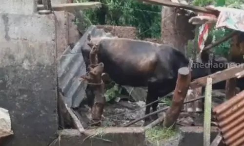 പാലക്കാട് പേവിഷബാധയേറ്റ് പശുക്കൾ ചത്തു; നാട്ടുകാര്‍ ഭീതിയില്‍
