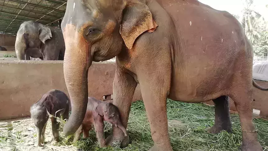 ഒറ്റ പ്രസവത്തില് രണ്ട് ആനക്കുട്ടികള്; ആഘോഷത്തില് ശ്രീലങ്കയിലെ പിനാവാളാ എലഫന്റ് ഓർഫനേജ് ഒറ്റ പ്രസവത്തില് രണ്ട് ആനക്കുട്ടികള്; ആഘോഷത്തില് ശ്രീലങ്കയിലെ പിനാവാളാ എലഫന്റ് ഓർഫനേജ്