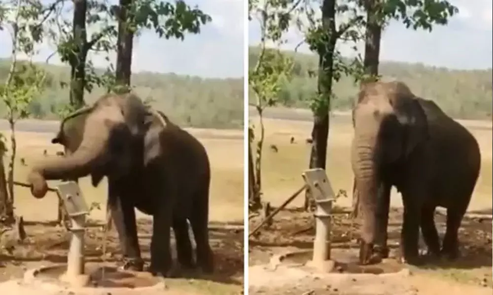 കുഴൽകിണർ പമ്പടിച്ച് വെള്ളം കുടിക്കുന്ന ആനയുടെ വീഡിയോ പങ്ക് വെച്ച് ജൽശക്തി മന്ത്രാലയം