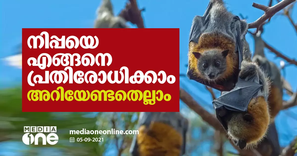 നിപ്പയെ എങ്ങനെ പ്രതിരോധിക്കാം, അറിയേണ്ടതെല്ലാം... നിപ്പയെ എങ്ങനെ പ്രതിരോധിക്കാം, അറിയേണ്ടതെല്ലാം...