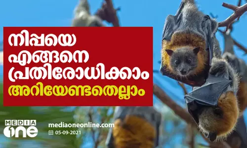 നിപ്പയെ എങ്ങനെ പ്രതിരോധിക്കാം, അറിയേണ്ടതെല്ലാം...
