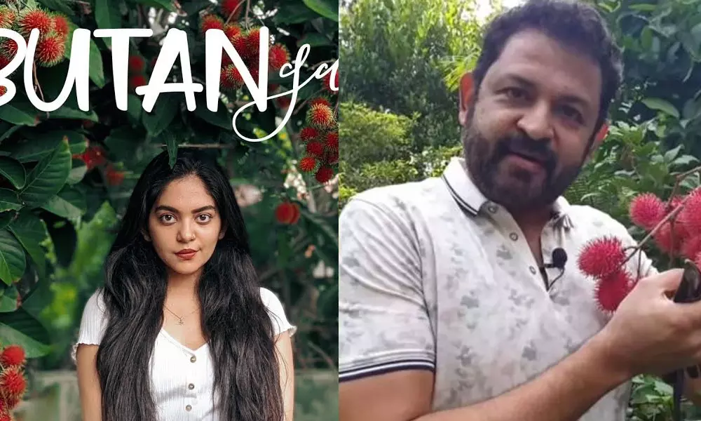 റമ്പൂട്ടാന്‍ വഴി നിപ, കര്‍ഷകരെ ബാധിക്കരുത്; പ്രതികരിച്ച് കൃഷ്ണകുമാര്‍