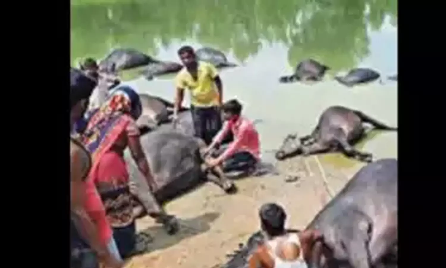 11 കെ.വി ഇലക്ട്രിക് ലൈന്‍ കുളത്തില്‍ പൊട്ടിവീണു; യു.പിയില്‍ 15 കന്നുകാലികളും, ഉടമയും ഷോക്കേറ്റു മരിച്ചു