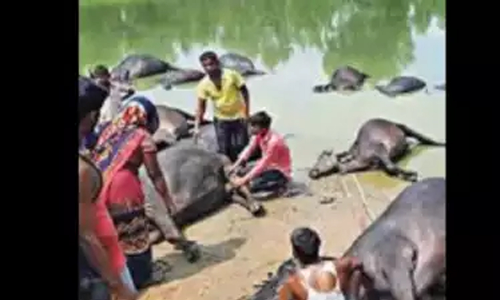 11 കെ.വി ഇലക്ട്രിക് ലൈന്‍ കുളത്തില്‍ പൊട്ടിവീണു; യു.പിയില്‍ 15 കന്നുകാലികളും, ഉടമയും ഷോക്കേറ്റു മരിച്ചു