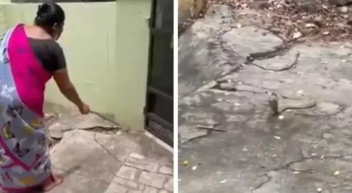 വീട്ടിനകത്തേക്ക് കയറിയ മൂര്ഖന് പാമ്പിനോട് മാന്യമായി ഇറങ്ങിപ്പോകാന് ആവശ്യപ്പെട്ട് വീട്ടമ്മ: വൈറലായി വീഡിയോ വീട്ടിനകത്തേക്ക് കയറിയ മൂര്ഖന് പാമ്പിനോട് മാന്യമായി ഇറങ്ങിപ്പോകാന് ആവശ്യപ്പെട്ട് വീട്ടമ്മ: വൈറലായി വീഡിയോ