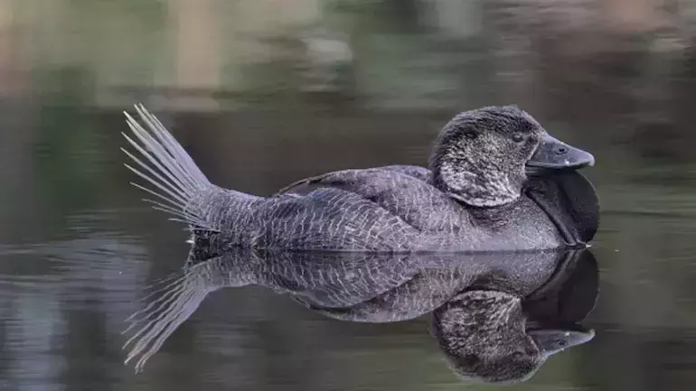 യു ബ്ലഡി ഫൂള്; പറയുന്നത് മനുഷ്യനല്ല, ഒരു താറാവാണ് യു ബ്ലഡി ഫൂള്; പറയുന്നത് മനുഷ്യനല്ല, ഒരു താറാവാണ്