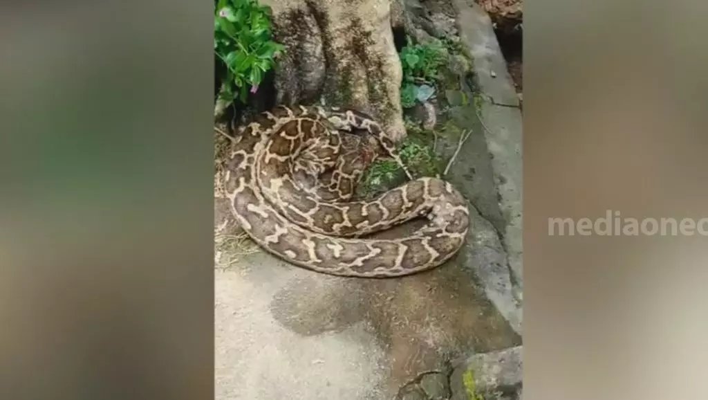 പെരുമ്പാമ്പിനെ മരത്തില് കെട്ടിയിട്ട നിലയില്; വനംവകുപ്പ് ഉദ്യോഗസ്ഥരെത്തി മോചിപ്പിച്ചു പെരുമ്പാമ്പിനെ മരത്തില് കെട്ടിയിട്ട നിലയില്; വനംവകുപ്പ് ഉദ്യോഗസ്ഥരെത്തി മോചിപ്പിച്ചു