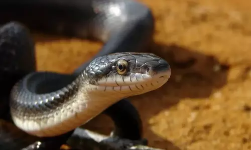 മദ്യത്തിനൊപ്പം വിഷപ്പാമ്പിനെ ചുട്ടുകഴിച്ചു ; യുവാക്കള്‍ ഗുരുതരാവസ്ഥയില്‍