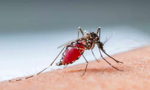 എന്താണ് കരിമ്പനി? എങ്ങനെ പ്രതിരോധിക്കാം