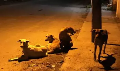 പിഞ്ചുകുഞ്ഞിന്‍റെ തലയുമായി നായ റോഡില്‍; അന്വേഷണം തുടങ്ങി