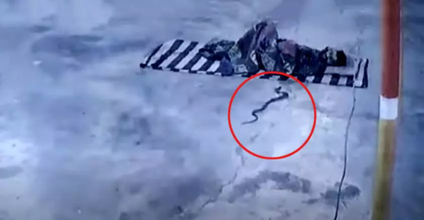 ഉറങ്ങുന്ന യുവാവിന്‍റെ പുതപ്പിനുള്ളിലേക്ക് ഇഴഞ്ഞെത്തിയ മൂര്‍ഖന്‍; നടുക്കുന്ന വീഡിയോ