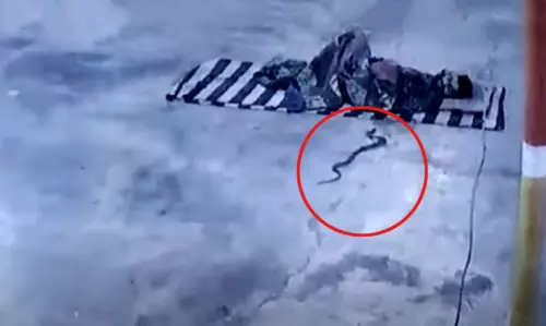 ഉറങ്ങുന്ന യുവാവിന്‍റെ പുതപ്പിനുള്ളിലേക്ക് ഇഴഞ്ഞെത്തിയ മൂര്‍ഖന്‍; നടുക്കുന്ന വീഡിയോ