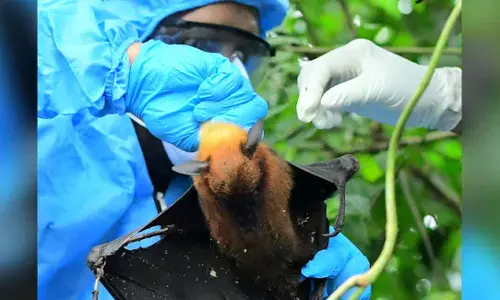 നിപ; മൃഗങ്ങളിൽ നിന്ന് ശേഖരിച്ച സാമ്പിളുകളില്‍ വൈറസ് സാന്നിധ്യമില്ല