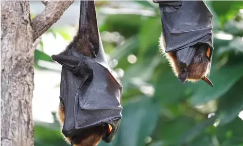 നിപ വൈറസ്; വ്യാജ വാര്ത്ത പ്രചരിപ്പിച്ചാല് കര്ശന നടപടി- കോഴിക്കോട് ജില്ലാ കലക്ടർ നിപ വൈറസ്; വ്യാജ വാര്ത്ത പ്രചരിപ്പിച്ചാല് കര്ശന നടപടി- കോഴിക്കോട് ജില്ലാ കലക്ടർ