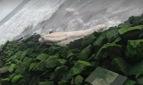 20 അടി നീളം, 2000 കിലോ ഭാരം.. കൊല്ലത്ത് ഭീമൻ തിമിംഗലത്തിന്‍റെ ജഡം കരയ്ക്കടിഞ്ഞു